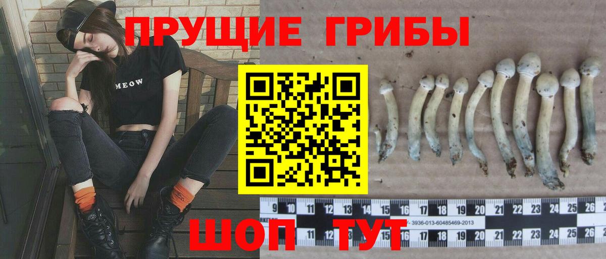 Сокол  Галлюциногенные грибы Psilocybe  Вход с VPN 